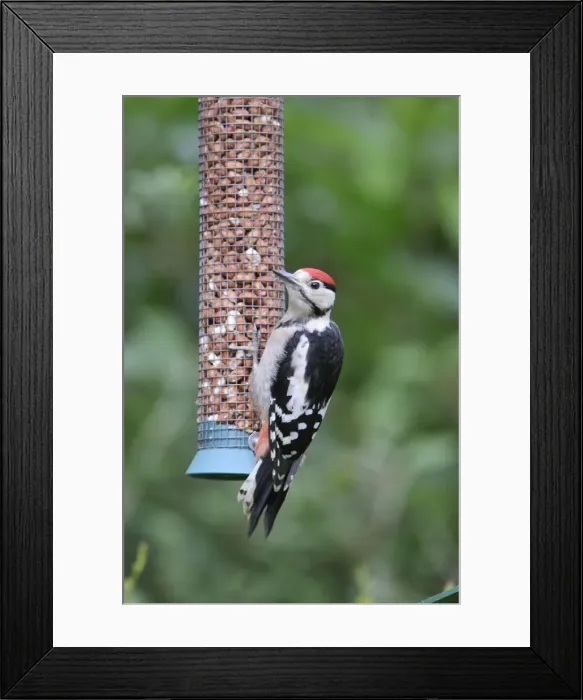 Framed Print : Great Spotted Woodpecker - juvenile at bird feeder Framed Print : Great Spotted Woodpecker - juvenile at bird feeder