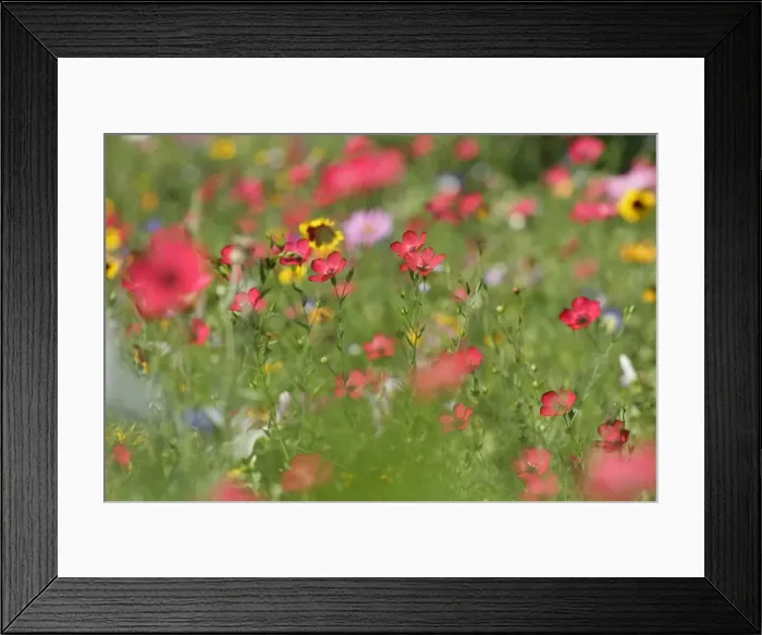 Framed Print : Summer flower mix - colourful summer flower mix of scarlet flax, tagetes, and cosmea - Baden-Wuerttemberg, Germany Framed Print : Summer flower mix - colourful summer flower mix of scarlet flax, tagetes, and cosmea - Baden-Wuerttemberg, Germany