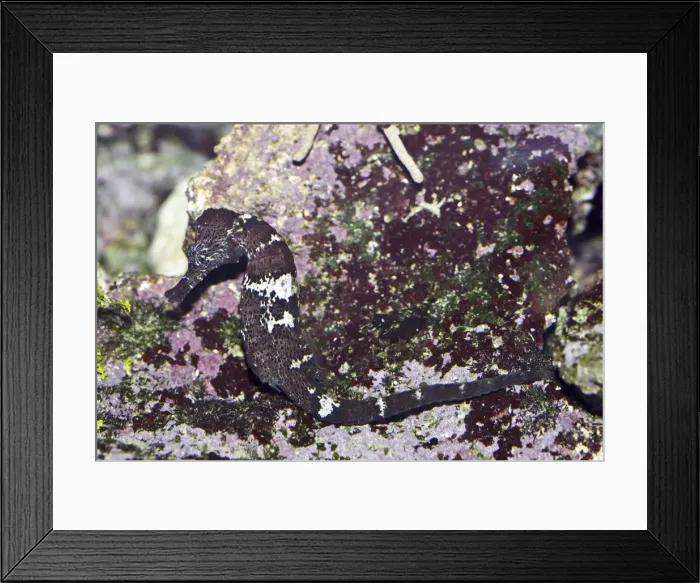 Framed Print : Spotted seahorse - Reef HQ Aquarium, Townsville, Queensland, Australia DWD00793 Framed Print : Spotted seahorse - Reef HQ Aquarium, Townsville, Queensland, Australia DWD00793