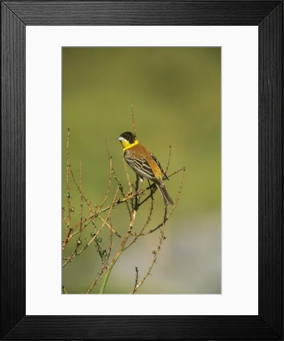 Framed Print : Black-headed Bunting Framed Print : Black-headed Bunting