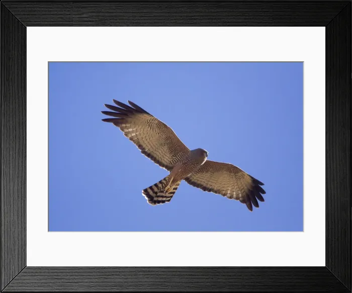 Framed Print : Spotted Harrier - At Fat Bullock Creek, near Canteen Creek Aboriginal Community, Northern Teritory, Australia Framed Print : Spotted Harrier - At Fat Bullock Creek, near Canteen Creek Aboriginal Community, Northern Teritory, Australia