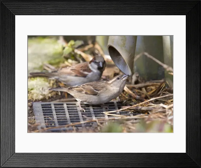 Framed Print : House Sparrow - female drinking from guttering - Wiltshire - England - UK Framed Print : House Sparrow - female drinking from guttering - Wiltshire - England - UK