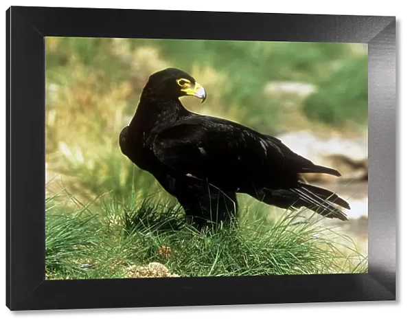 Black  /  Verreaux Eagle - South Africa