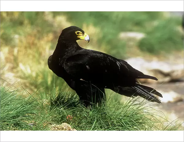 Black  /  Verreaux Eagle - South Africa