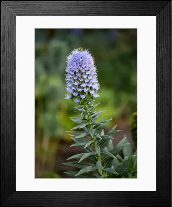Framed Print : Echium nervosum - Madeira's Botanical Garden, Funchal, Madeira. February. A good plant to entice bees and butterflies into the garden Framed Print : Echium nervosum - Madeira's Botanical Garden, Funchal, Madeira. February. A good plant to entice bees and butterflies into the garden