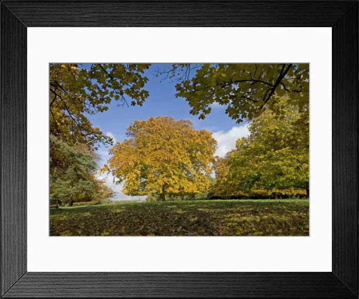 Framed Print : Plane and beech trees - in golden yellow autumn colours. Westonbirt Arboretum Tetbury UK Framed Print : Plane and beech trees - in golden yellow autumn colours. Westonbirt Arboretum Tetbury UK