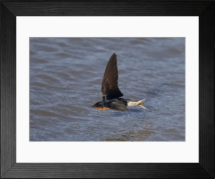 Framed Print : Welcome Swallow - hawking for insects over the incoming tide on the Cairns Esplanade, Queensland Australia Framed Print : Welcome Swallow - hawking for insects over the incoming tide on the Cairns Esplanade, Queensland Australia