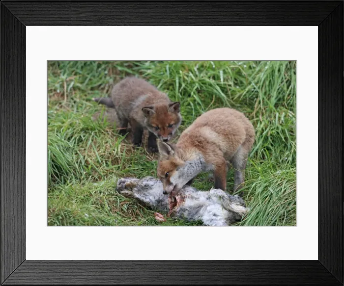 Framed Print : Red Fox - cubs feeding on rabbit - Bedfordshire UK 9916 Framed Print : Red Fox - cubs feeding on rabbit - Bedfordshire UK 9916
