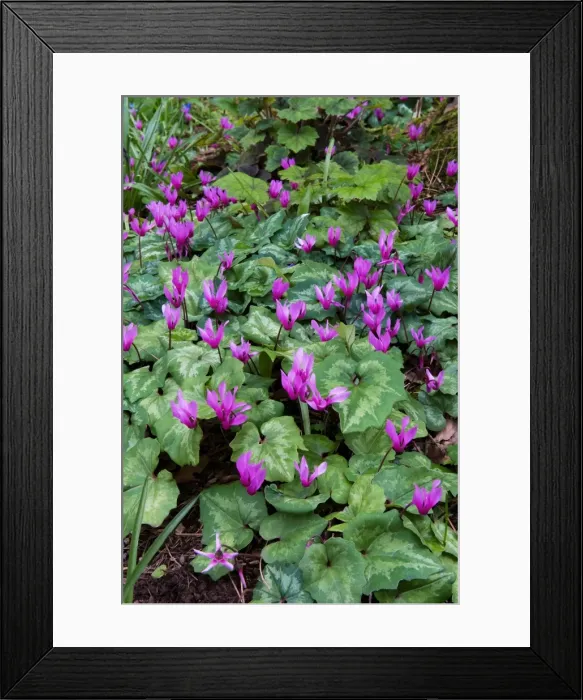 Framed Print : Cyclamen in woodland at Knightshayes Court. Cyclamen and a number of other ground cover plants can be seen at Knightshayes Court during the early spring on the woodland walks within the grounds. Early April. UK Framed Print : Cyclamen in woodland at Knightshayes Court. Cyclamen and a number of other ground cover plants can be seen at Knightshayes Court during the early spring on the woodland walks within the grounds. Early April. UK