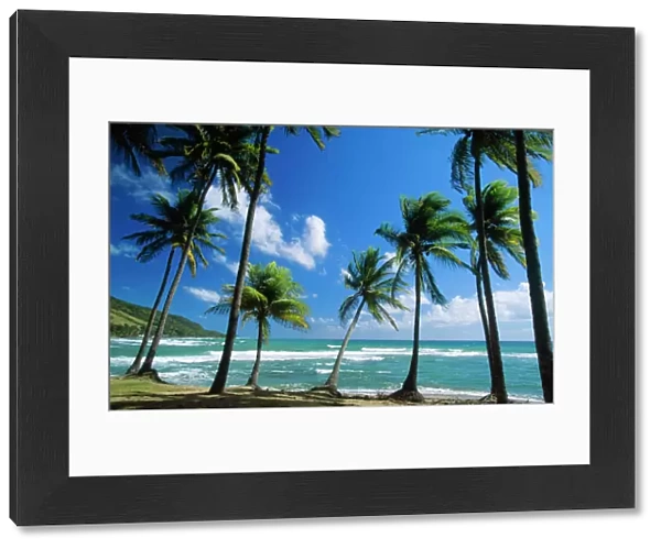 Coconut Palm - Palm Trees along shoreline - Puerto Rico