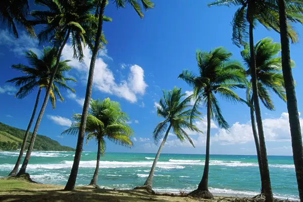 Coconut Palm - Palm Trees along shoreline - Puerto Rico
