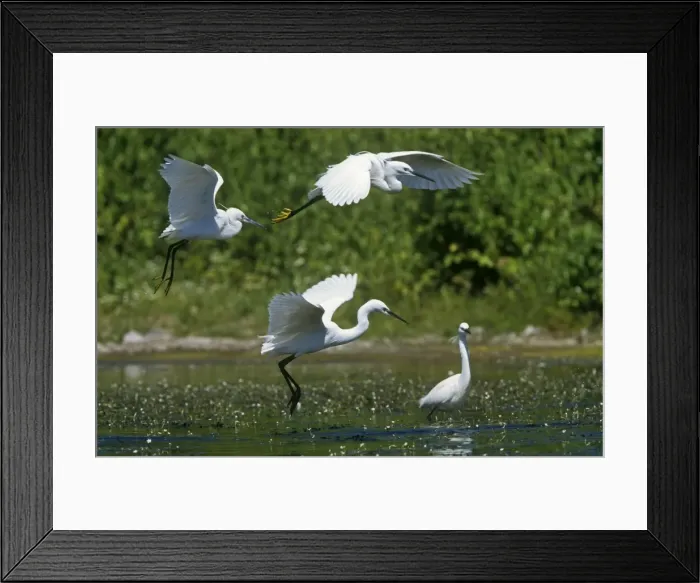 Framed Print : Little Egrets - in flight Framed Print : Little Egrets - in flight