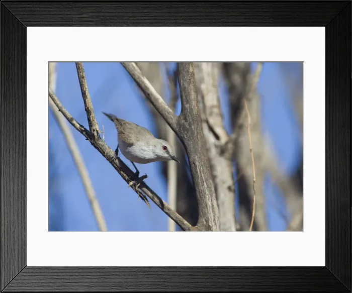 Framed Print : Western Gerygone Near Mt Liebig Aboriginal Community, Gary Junction Highway, Northern Territory, Australia Framed Print : Western Gerygone Near Mt Liebig Aboriginal Community, Gary Junction Highway, Northern Territory, Australia