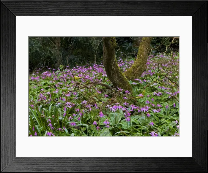 Framed Print : Dog's Tooth Violet - named Knightshayes Pink - on woodland floor. Knightshayes Court, April, UK. A great Spring feature at Knightshayes Court is the woodland scene Framed Print : Dog's Tooth Violet - named Knightshayes Pink - on woodland floor. Knightshayes Court, April, UK. A great Spring feature at Knightshayes Court is the woodland scene