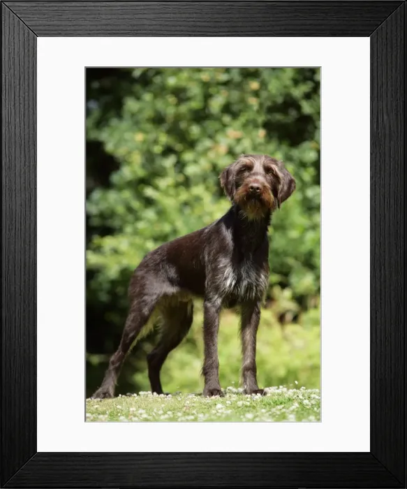 Framed Print : Dog. German Wire-Haired Pointer Framed Print : Dog. German Wire-Haired Pointer