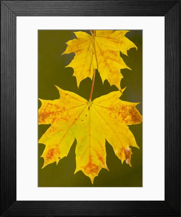 Framed Print : Leaves of Norway Maple Acer platanoides in autumn, strongly-coloured. Dorset Framed Print : Leaves of Norway Maple Acer platanoides in autumn, strongly-coloured. Dorset
