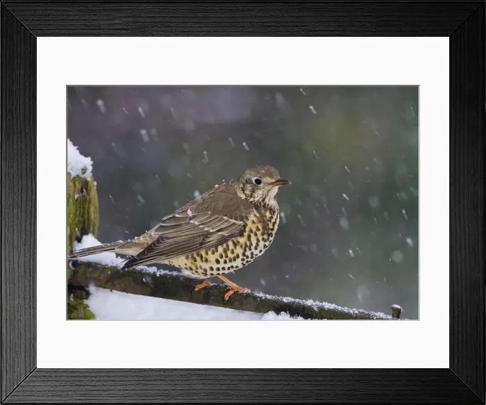Framed Print : Mistle Thrush - on gate in falling snow - Bedfordshire UK 8772 Framed Print : Mistle Thrush - on gate in falling snow - Bedfordshire UK 8772