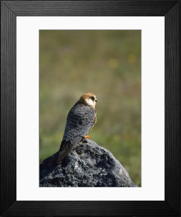 Framed Print : Red-footed Falcon - female Framed Print : Red-footed Falcon - female