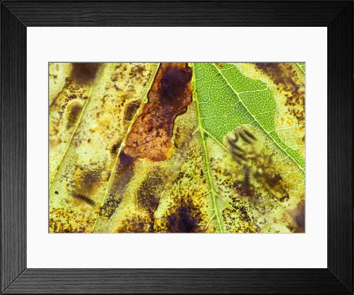 Framed Print : Horse Chestnut Leaf Miner Moth - showing larvae inside leaf - Wiltshire - England - UK Framed Print : Horse Chestnut Leaf Miner Moth - showing larvae inside leaf - Wiltshire - England - UK