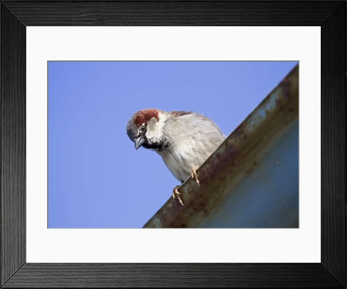 Framed Print : House Sparrow - male - Cornwall - UK Framed Print : House Sparrow - male - Cornwall - UK