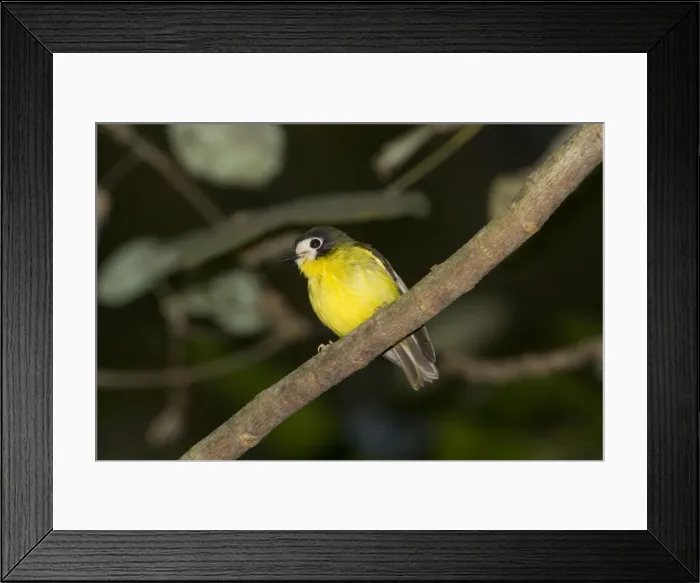 Framed Print : White-faced Robin In Iron Range National Park, Cape York, Australia Framed Print : White-faced Robin In Iron Range National Park, Cape York, Australia