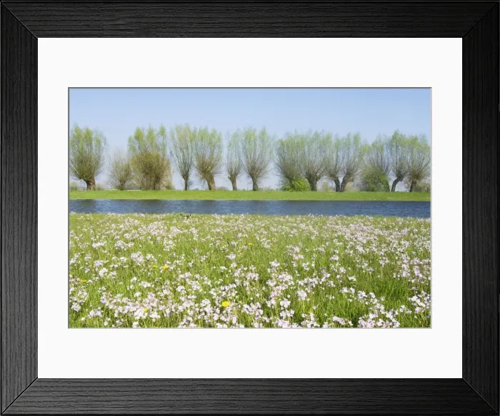 Framed Print : Foreland river IJssel - In springtime with flowering lady's smock The Netherlands, Overijssel, foreland Ravenswaard Framed Print : Foreland river IJssel - In springtime with flowering lady's smock The Netherlands, Overijssel, foreland Ravenswaard