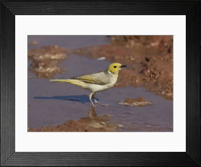 Framed Print : White-plumed Honeyeater - Drinking at a stock watering point 60km from Aputula Aboriginal Community, Finke, Northern Territory, Australia