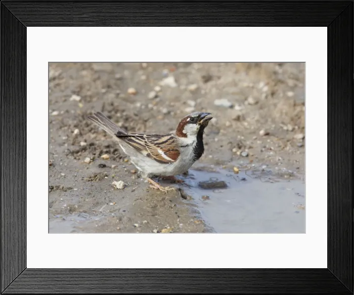 Framed Print : House Sparrow - male drinking from puddle - Wiltshire - England - UK Framed Print : House Sparrow - male drinking from puddle - Wiltshire - England - UK