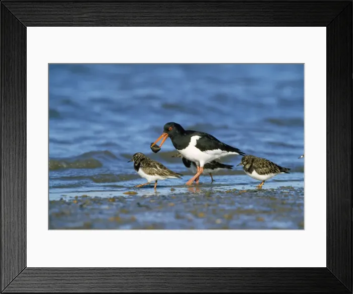 Framed Print : Oystercatcher - with mussel Framed Print : Oystercatcher - with mussel