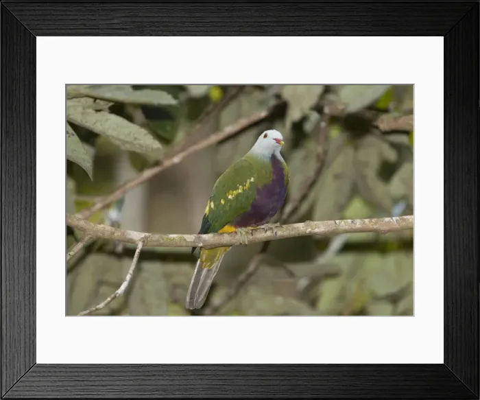 Framed Print : Wompoo Fruit-Dove Photographed from the canopy tower in the Daintree Cape York, Australia Framed Print : Wompoo Fruit-Dove Photographed from the canopy tower in the Daintree Cape York, Australia