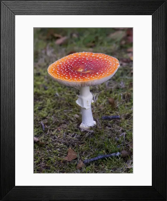 Framed Print : Fly Agaric. Location - Nap Wood Nature Reserve, East Sussex. UK October. Habitat - with birch, common and poisonous Framed Print : Fly Agaric. Location - Nap Wood Nature Reserve, East Sussex. UK October. Habitat - with birch, common and poisonous