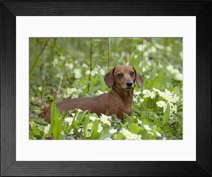 Framed Print : Dog - Miniature Short Haired Dachshund - in garden Framed Print : Dog - Miniature Short Haired Dachshund - in garden