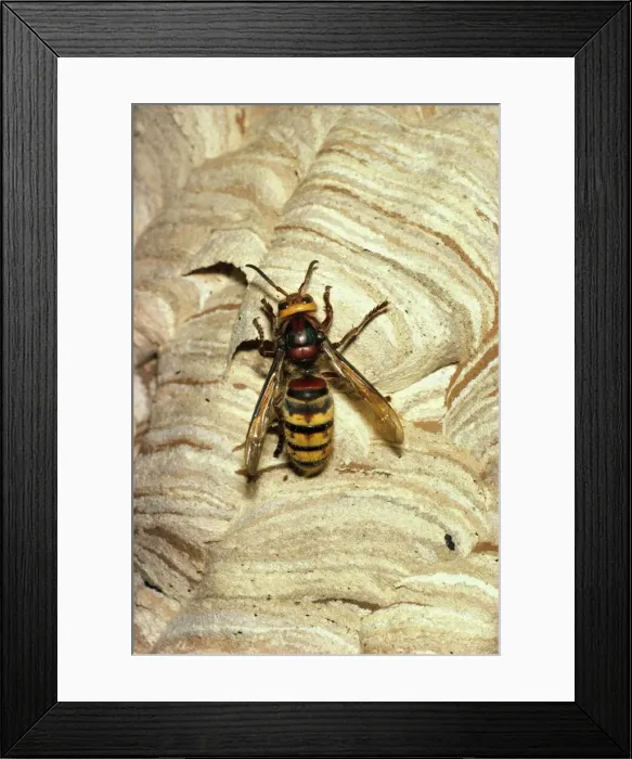 Framed Print : Hornet - Queen on nest Framed Print : Hornet - Queen on nest