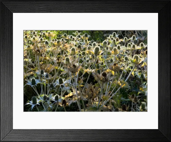 Framed Print : Golden Eryngium - backlit by early morning sun. Kent garden in Augustu. UK Framed Print : Golden Eryngium - backlit by early morning sun. Kent garden in Augustu. UK