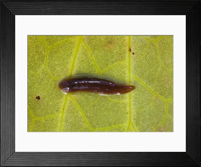Framed Print : Leech - on the underside of a lily leaf - Wiltshire - England - UK Framed Print : Leech - on the underside of a lily leaf - Wiltshire - England - UK