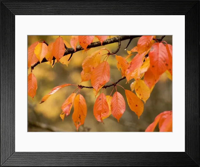 Framed Print : Wild cherry, or gean; autumn colour Framed Print : Wild cherry, or gean; autumn colour