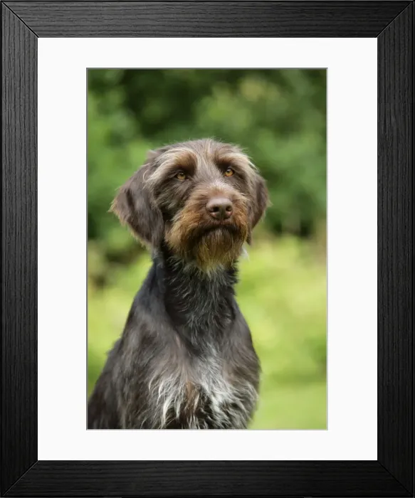 Framed Print : Dog. German Wire-Haired Pointer Framed Print : Dog. German Wire-Haired Pointer