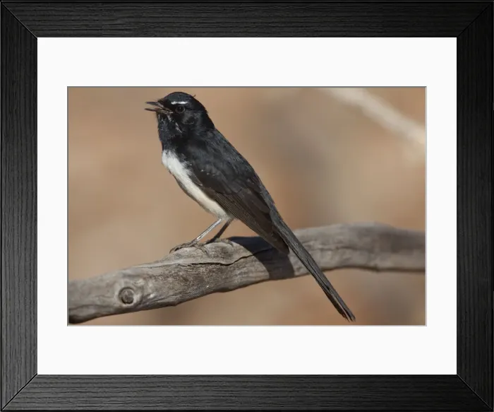 Framed Print : Willie Wagtail Singing in Donkey Creek near Canteen Creek Aboriginal Community, Northern Territory, Australia Framed Print : Willie Wagtail Singing in Donkey Creek near Canteen Creek Aboriginal Community, Northern Territory, Australia