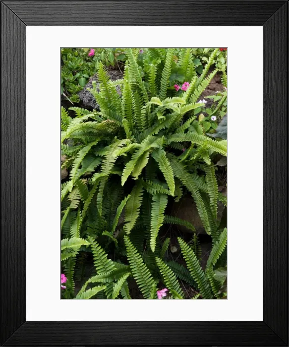 Framed Print : Fern - Location - Hotel Quinta Splendida Botanical Gardens, Madeira. February Framed Print : Fern - Location - Hotel Quinta Splendida Botanical Gardens, Madeira. February