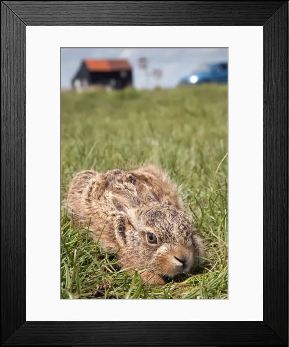 Framed Print : Brown Hare Leveret - Suffolk - UK Framed Print : Brown Hare Leveret - Suffolk - UK