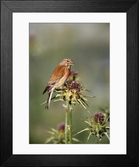 Framed Print : Linnet. CK-3334. LINNET - on thistle. Carduelis cannabina Framed Print : Linnet. CK-3334. LINNET - on thistle. Carduelis cannabina