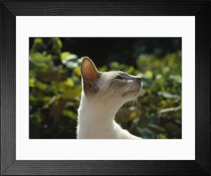 Framed Print : Lilac Siamese Cat Framed Print : Lilac Siamese Cat