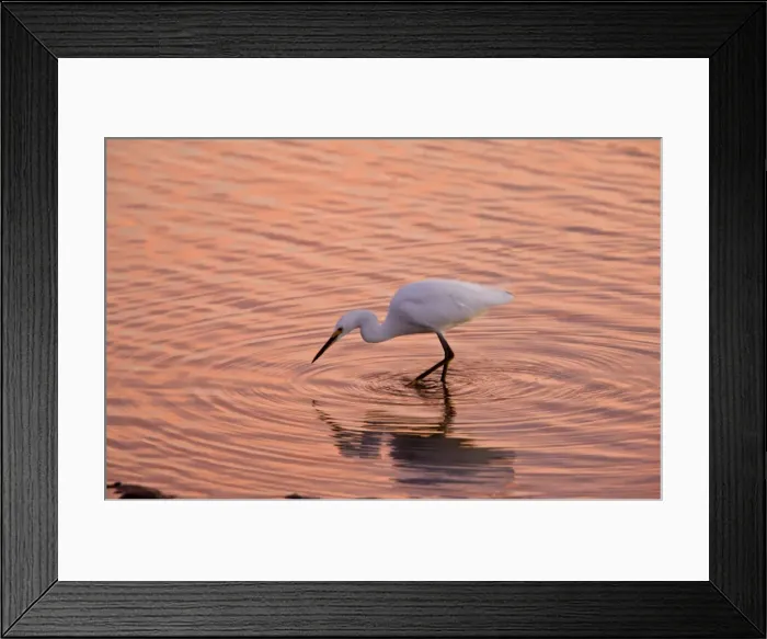 Framed Print : Snowy Egret - feeding in lagoon at sunset, California Framed Print : Snowy Egret - feeding in lagoon at sunset, California