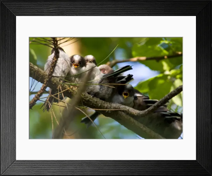 Framed Print : Long-tailed Tit - family of recently fledged young begging for food - Wiltshire - England - UK Framed Print : Long-tailed Tit - family of recently fledged young begging for food - Wiltshire - England - UK