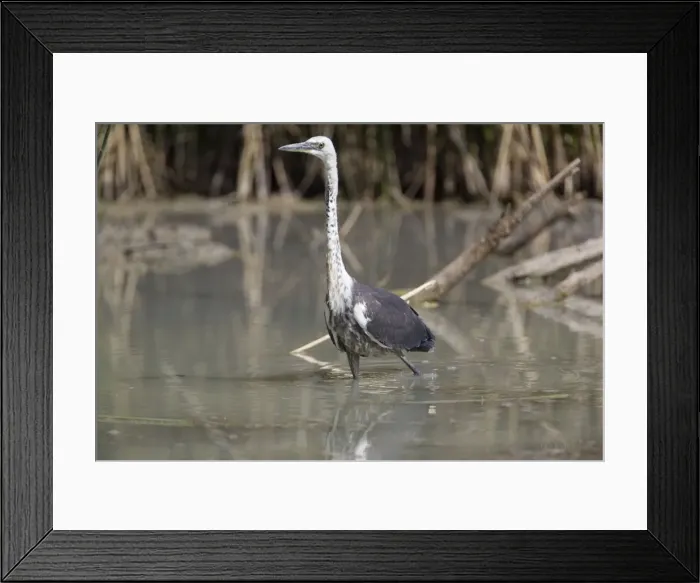Framed Print : White-necked Heron At Mungerannie wetland, Birdsville Track, South Australia Framed Print : White-necked Heron At Mungerannie wetland, Birdsville Track, South Australia