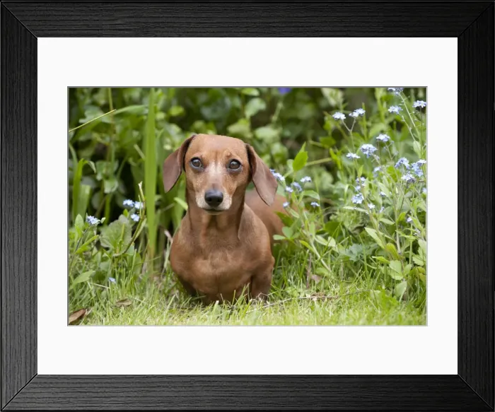 Framed Print : Dog - Miniature Short Haired Dachshund - in garden Framed Print : Dog - Miniature Short Haired Dachshund - in garden