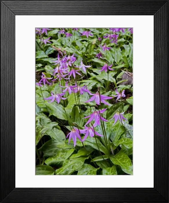Framed Print : Dog's Tooth Violets - Knightshayes Pink. Knightshayes Court in the early spring. April. UK Framed Print : Dog's Tooth Violets - Knightshayes Pink. Knightshayes Court in the early spring. April. UK