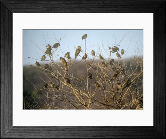 Framed Print : Bank Myna - a flock resting in a tree Framed Print : Bank Myna - a flock resting in a tree