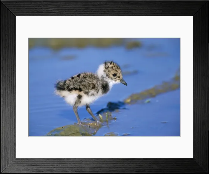 Framed Print : Lapwing - chick Framed Print : Lapwing - chick