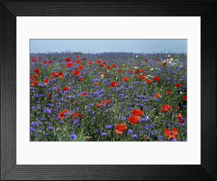 Framed Print : Cornflower field with Common Poppies Framed Print : Cornflower field with Common Poppies